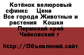 Котёнок велюровый сфинкс. › Цена ­ 15 000 - Все города Животные и растения » Кошки   . Пермский край,Чайковский г.